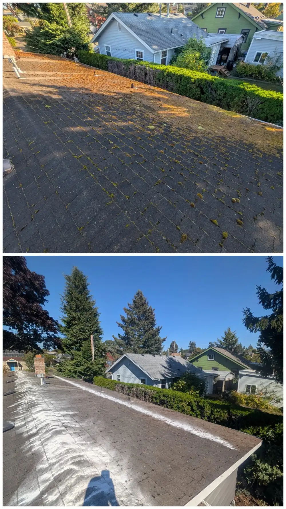 Before and after roof cleaning in the Columbia neighborhood of Bellingham. Leaves and moss on the shingles, then a dark clean roof.