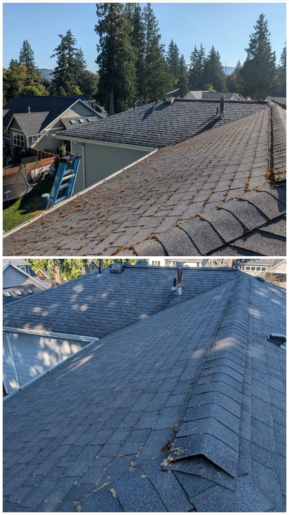Roof cleaning in Geneva, Bellingham, on the day of treatment. Moss in the shingle lines, then the oxygen-bleach treatment still visible on the roof.