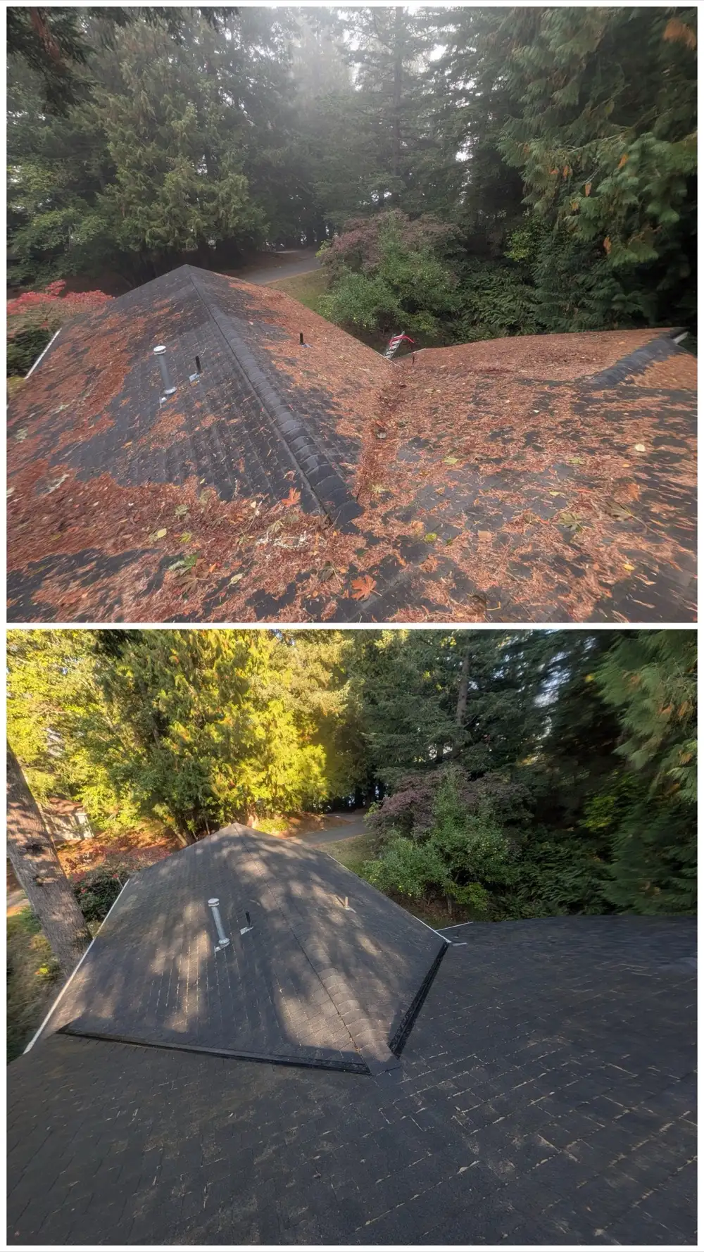 Before and after roof cleaning in Sudden Valley, WA. The roof was buried in fir needles, then the shingles are clear.